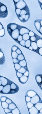 Plastic-producing microbes