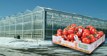 Backyard Farms Greenhouse