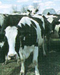 Ohio Agribusiness Report