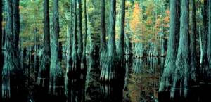 South Carolina forest