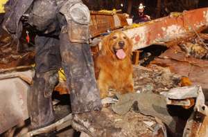 One of FEMA's Canine Search Specialists